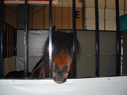 Dempsey Bog - Kerry Bog Pony